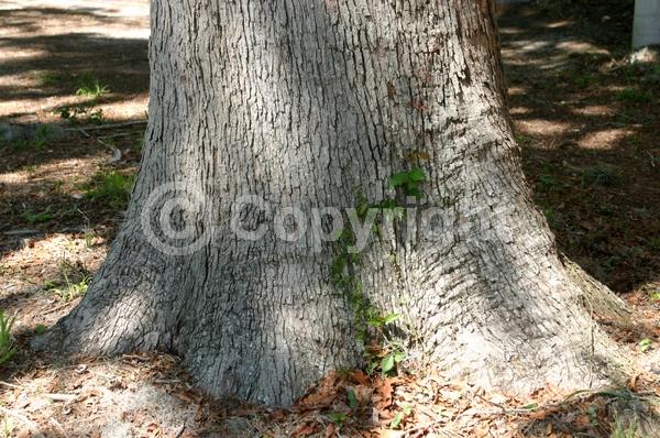 Brown blooms; Deciduous; Broadleaf; North American Native