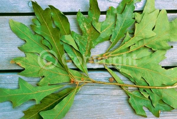 Brown blooms; Deciduous; Broadleaf; North American Native