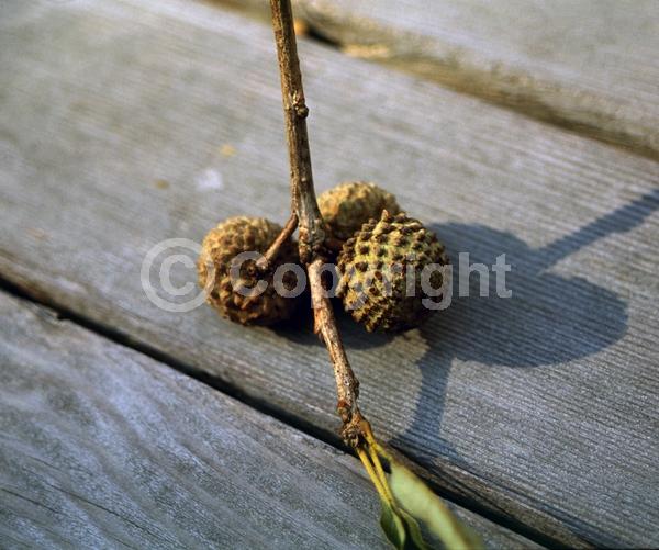 Brown blooms; Deciduous; Broadleaf; North American Native