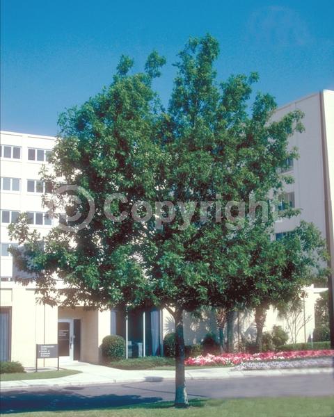 Brown blooms; Deciduous; Broadleaf; North American Native