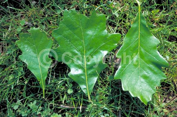 Brown blooms; Deciduous; Broadleaf; North American Native