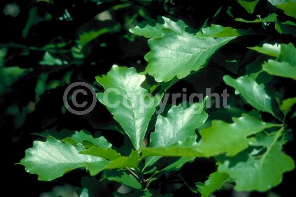 Brown blooms; Deciduous; Broadleaf; North American Native