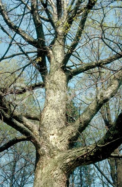 Brown blooms; Deciduous; Broadleaf; North American Native
