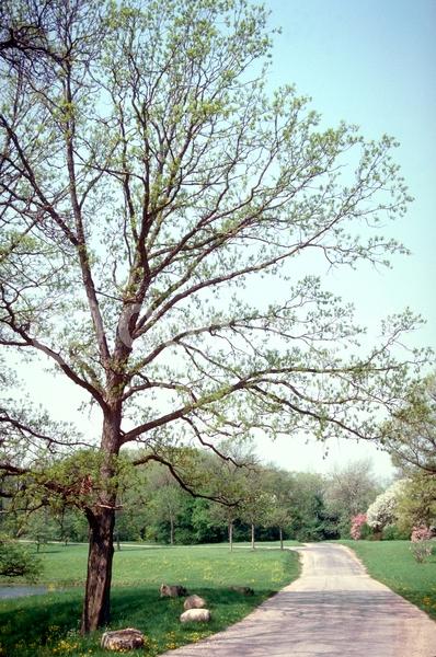 Brown blooms; Deciduous; Broadleaf; North American Native