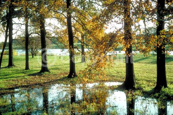 Brown blooms; Deciduous; Broadleaf; North American Native