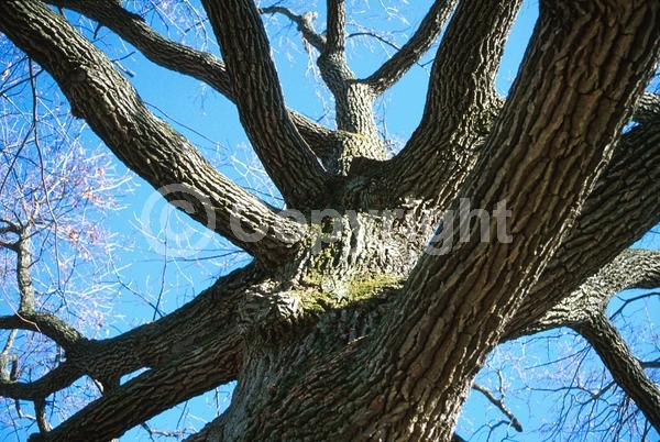 Brown blooms; Deciduous; Broadleaf; North American Native