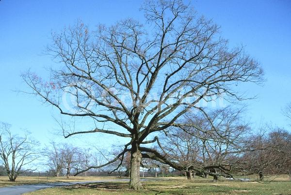 Brown blooms; Deciduous; Broadleaf; North American Native
