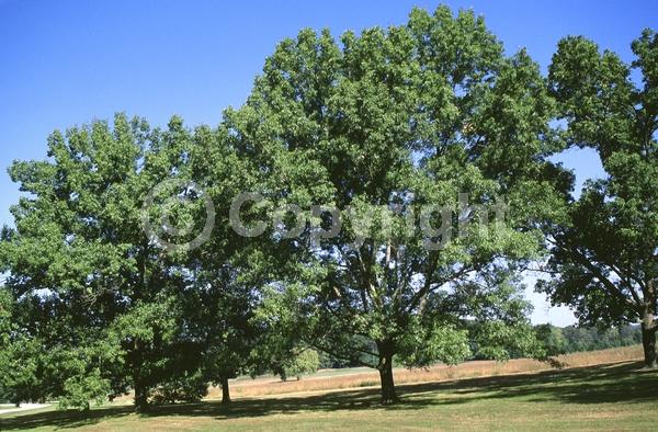 Brown blooms; Deciduous; Broadleaf; North American Native