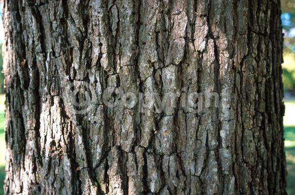Brown blooms; Deciduous; Broadleaf; North American Native