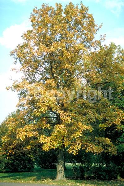 Brown blooms; Deciduous; Broadleaf; North American Native