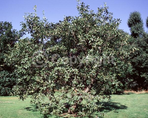 Brown blooms; Semi-evergreen; Deciduous