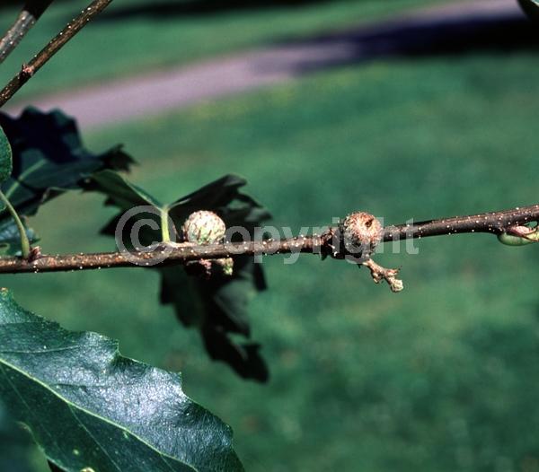 Brown blooms; Deciduous