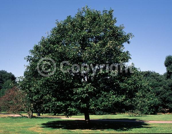 Brown blooms; Deciduous