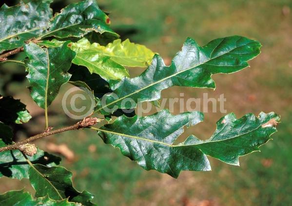 Brown blooms; Deciduous