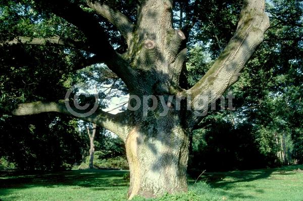 Brown blooms; Deciduous; Broadleaf