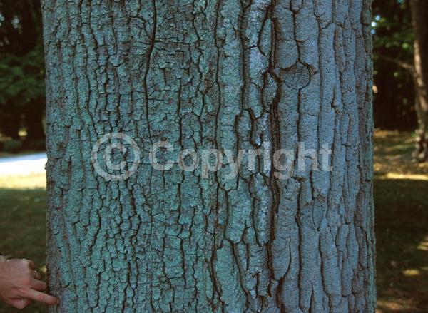 Brown blooms; Deciduous; Broadleaf