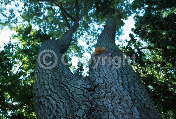 Brown blooms; Deciduous; Broadleaf