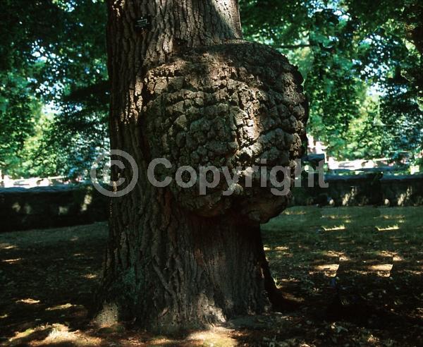 Brown blooms; Deciduous; Broadleaf