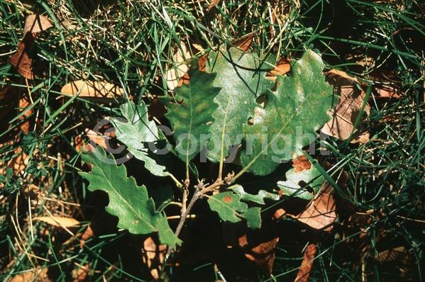 Brown blooms; Deciduous; Broadleaf