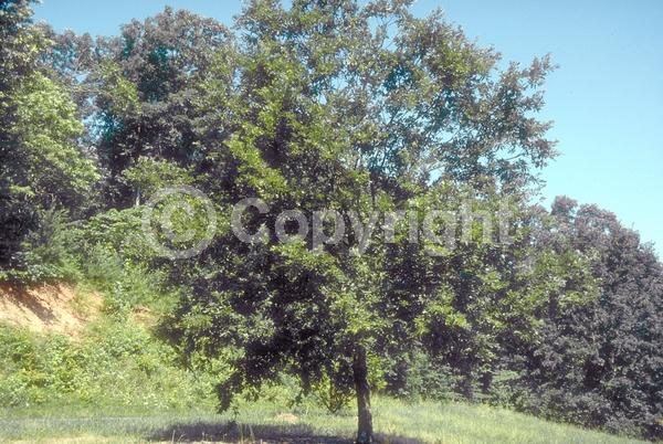 Brown blooms; Deciduous; Broadleaf