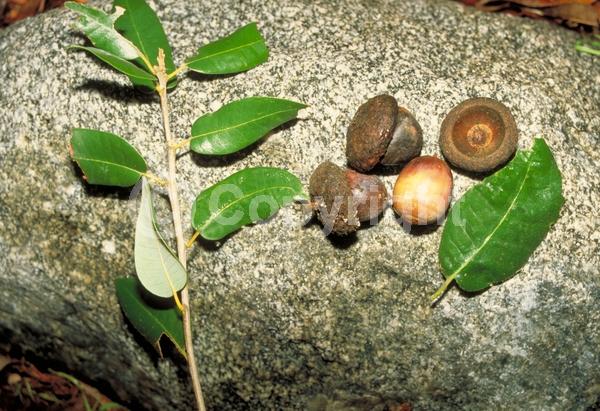 Brown blooms; Evergreen; North American Native