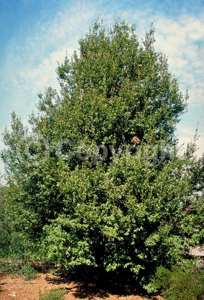 Brown blooms; Evergreen; North American Native