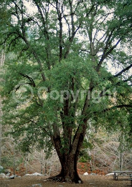 Brown blooms; Evergreen; North American Native