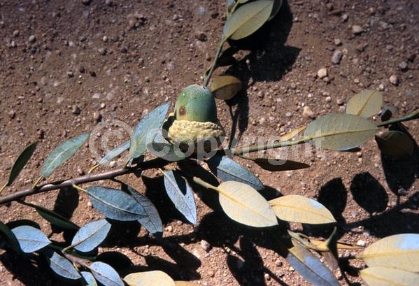 Brown blooms; Evergreen; North American Native