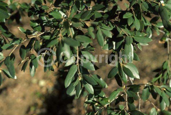 Brown blooms; Evergreen; North American Native