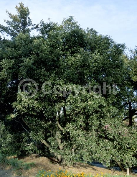 Brown blooms; Evergreen; North American Native