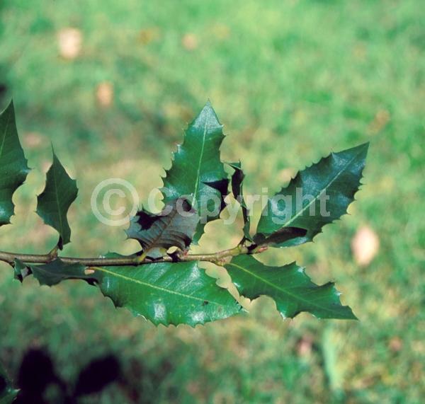Brown blooms; Evergreen; North American Native