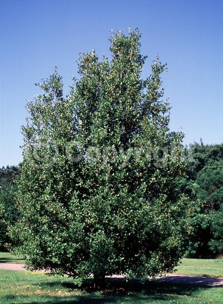 Brown blooms; Evergreen; North American Native