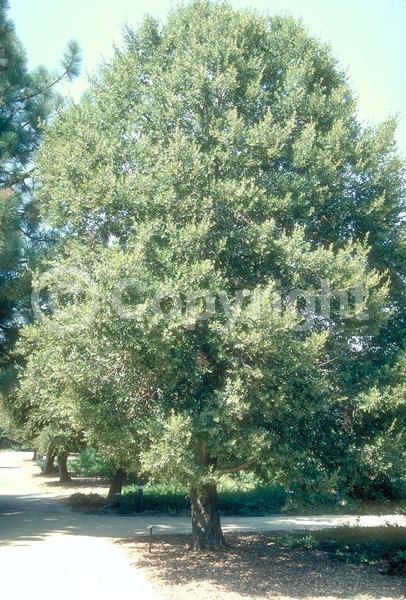 Brown blooms; Evergreen; North American Native