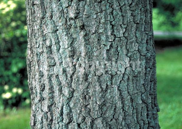 Brown blooms; Deciduous; Broadleaf; North American Native