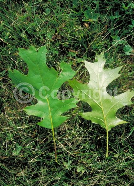 Brown blooms; Deciduous; Broadleaf; North American Native