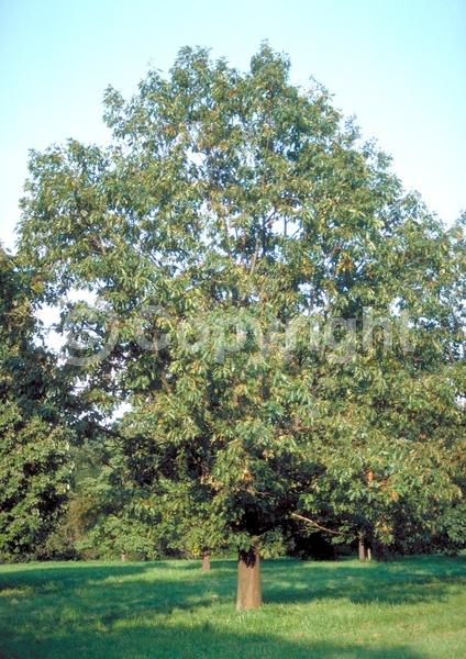 Brown blooms; Deciduous; Broadleaf; North American Native