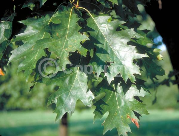 Brown blooms; Deciduous; Broadleaf; North American Native