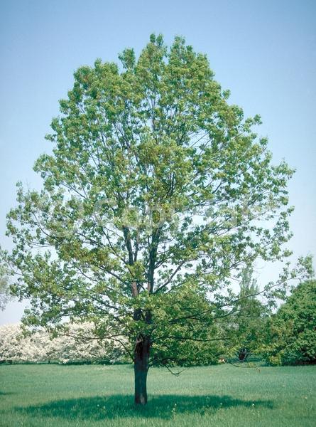 Brown blooms; Deciduous; Broadleaf; North American Native