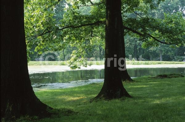 Brown blooms; Deciduous; Broadleaf; North American Native