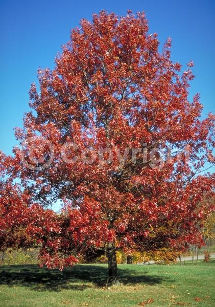 Brown blooms; Deciduous; Broadleaf; North American Native