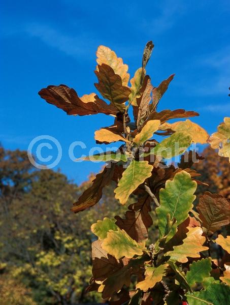 Brown blooms; Deciduous