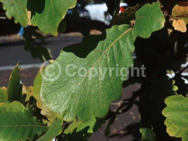 Brown blooms; Deciduous