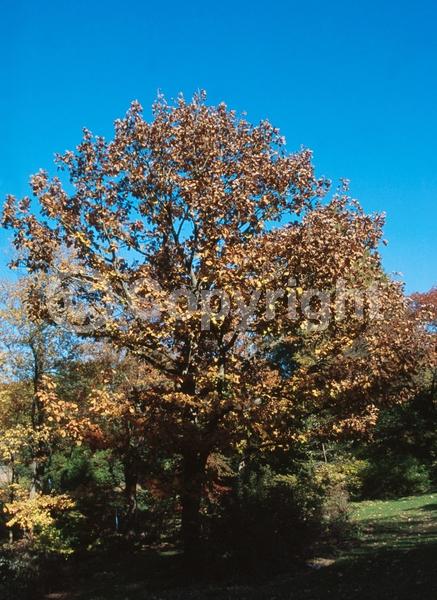 Brown blooms; Deciduous
