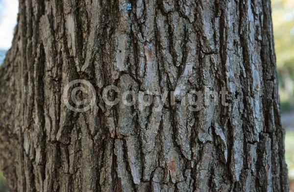 Brown blooms; Deciduous