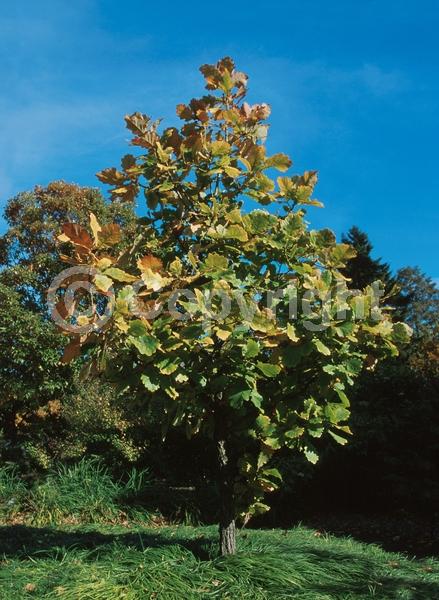 Brown blooms; Deciduous
