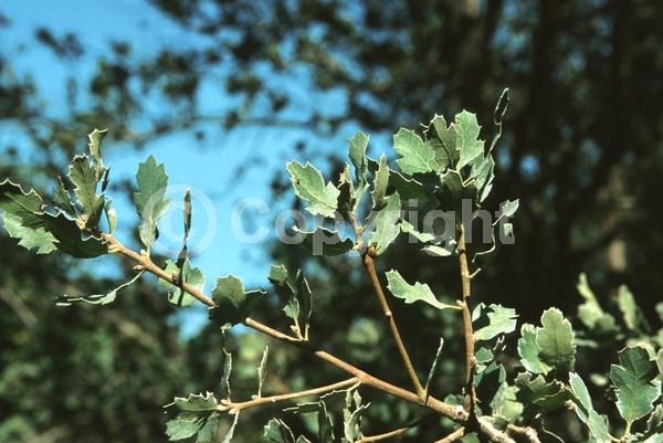 Brown blooms; Deciduous; North American Native