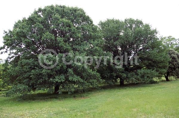Brown blooms; Deciduous; North American Native