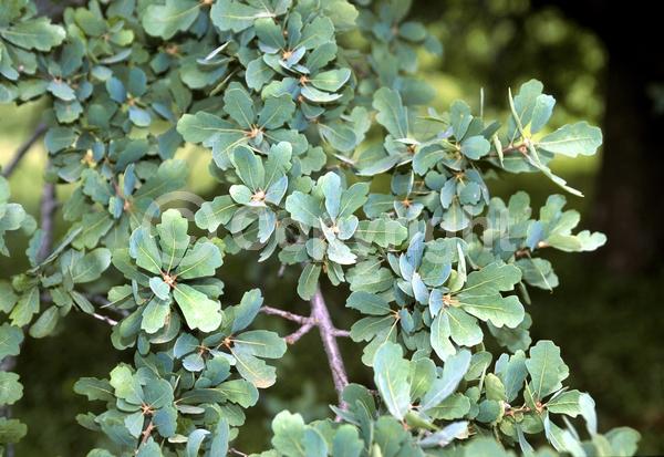 Brown blooms; Deciduous; North American Native