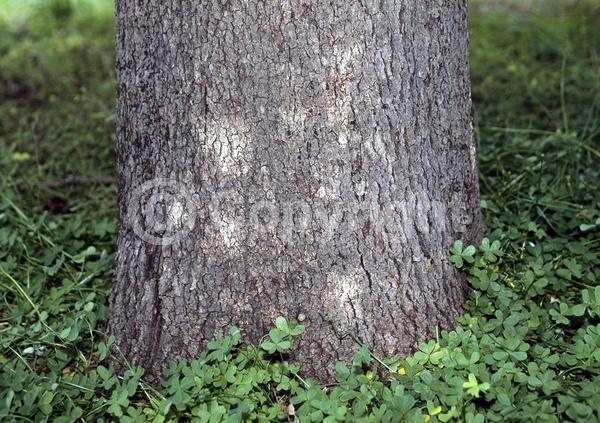 Brown blooms; Deciduous; North American Native