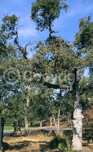 Brown blooms; Deciduous; North American Native